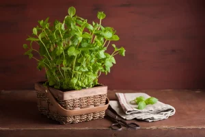 hierbabuena para cocina