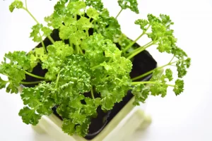 plantas de cocina modernas perejil