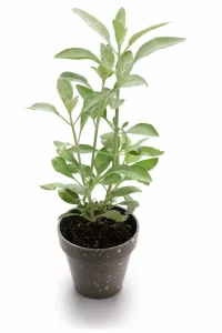 salvia mejores plantas para decorar la cocina