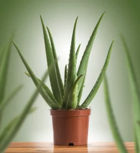 aloe vera mejores plantas para la cocina